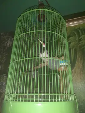 Jalak Suren / Uret Bunyi Gacor Keras FULLSET