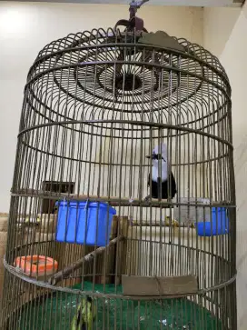 poksay kepala putih