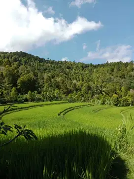 Dijual tanah di munduk sangat super bagus pemandangan dan udara sejuk