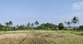 Tanah Luas 1,25 Hektar cocok untuk Perumahan dan Komersial lainnya