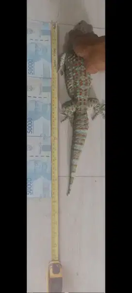 Tokek rumah sehat 45 cm