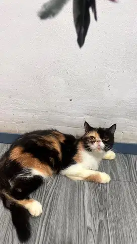 Kucing Exo Indukan Calico