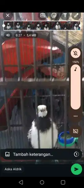 Jalak hongkong bisa ngomong dijual fulset