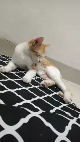 Kucing oyen putih umur 8 bulan