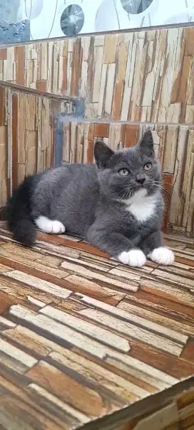 Kitten British shorthair