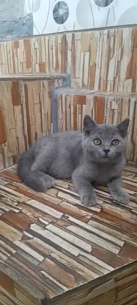 Kitten British shorthair