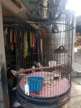 Burung poksay mantel