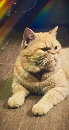 La kucing mix bsh x exo