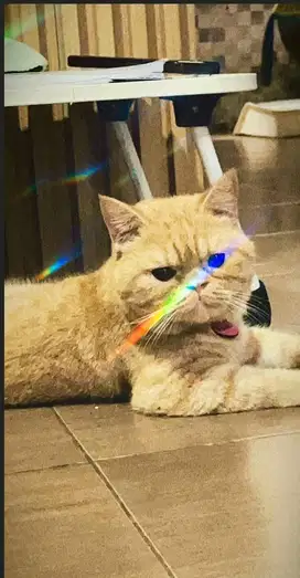 Kucing la mix bsh x exo