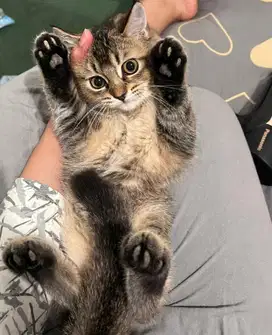 British Short Hair (BSH) Golden Mix