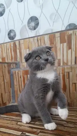 Kitten scottish fold