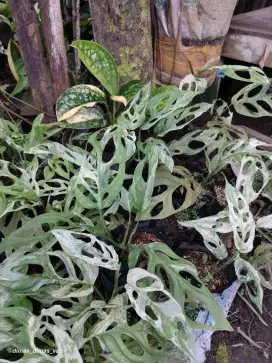janda bolong variegata