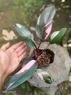 philodendron pink princes