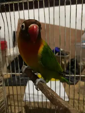 lovebird jantan dewasa burja