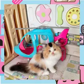 Kucing Persia Flatnose Betina Calico super