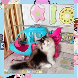 Kucing Persia Flatnose Betina Calico super 2