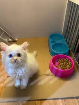 Kucing Kitten Ragdoll mix Persia