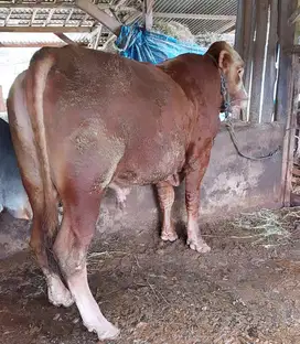 Sapi Qurban 2025