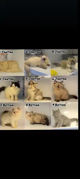 kucing kitten anakan dewasa persia ragdoll anggora himalaya mainecoon