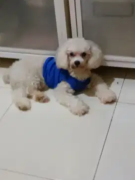 Toy poodle jantan stb
