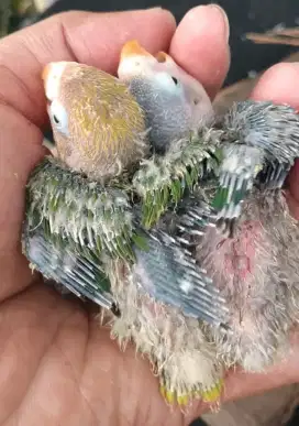 Lolohan Lovebird josan dan kobal