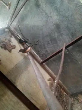Murai Batu 1 pasang produksi gacor