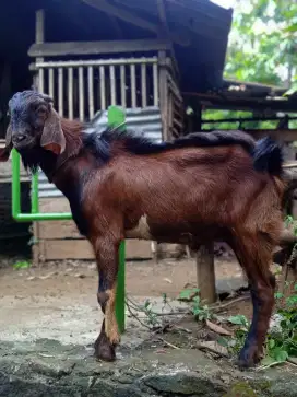 Kambing qurban bagus