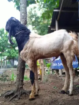 Kambing lumayan jumbo