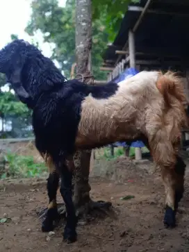 Kambing qurban gagah