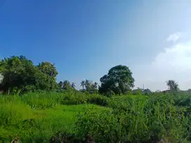 LAHAN 98 ARE COCOK UNTUK PERUMAHAN ATAU KAVLING DI KOTA GIANYAR - BALI
