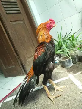 AYAM BANGKOK EKOR LIDI