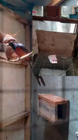 Dijual burung murai batu