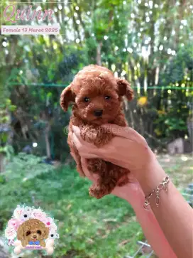 Anakan red toy poodle / anak anjing poodle