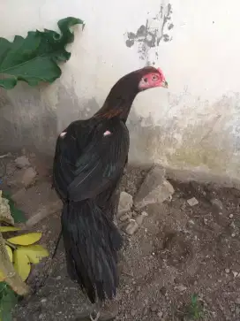 AYAM BANGKOK BETINA EKOR LIDI