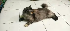 Kucing betina persia medium