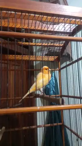 Kenari hyibrid gacor