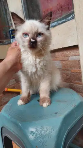 Kucing himalaya jantan lucu