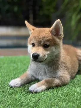 Puppy Shiba Inu Jakarta