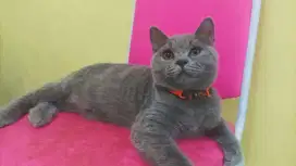Anak kucing ras line BSH ped wcf