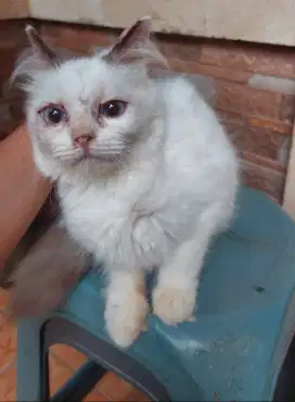 Kucing ragdoll betina lucu