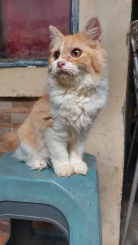 Kucing persia oyen jantan lucu