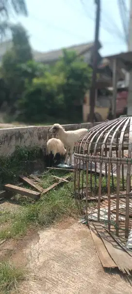 Anak kambing domba lucu imut