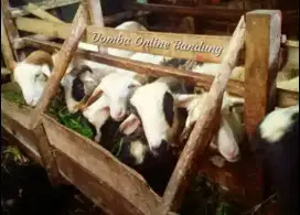 Domba Qurban 32