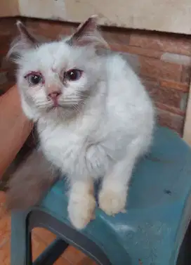 Kucing ragdoll betina