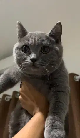 Kucing british shorthair bsh british short hair