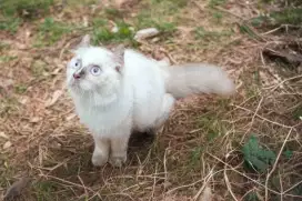 Anabul American Curl NS Betina