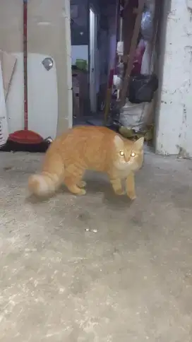 Kucing Persia Orange
