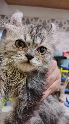 Kitten American Curl Jantan