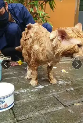 Dicari yg bisa mandiin kucing