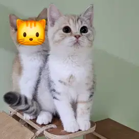 Kucing British Shorthair